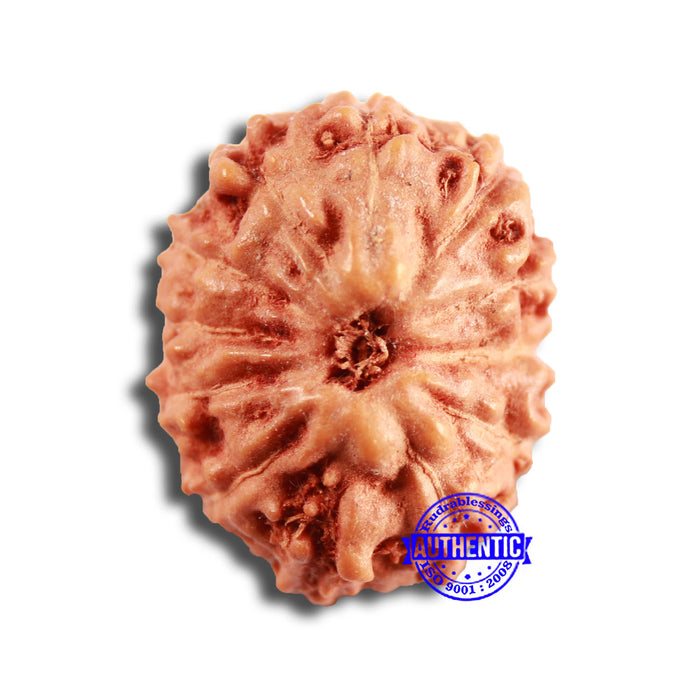 12 Mukhi Indonesian Rudraksha - Bead No. 268