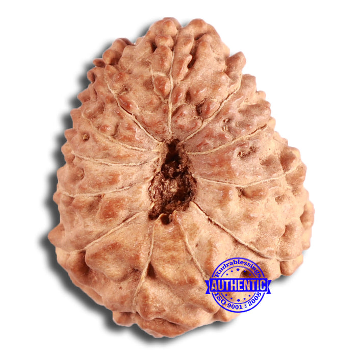 12 Mukhi Indonesian Rudraksha - Bead No. 272