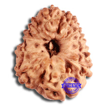 Load image into Gallery viewer, 12 Mukhi Indonesian Rudraksha - Bead No. 272
