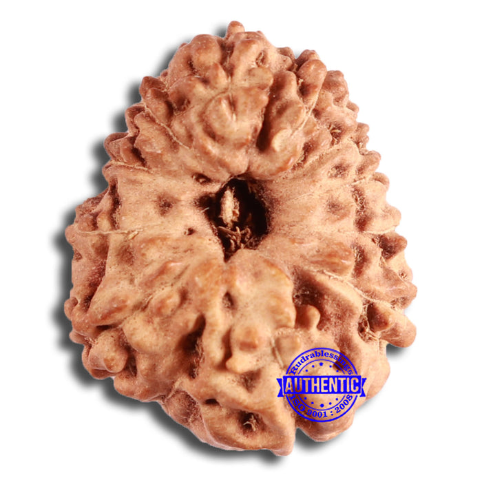 12 Mukhi Indonesian Rudraksha - Bead No. 272