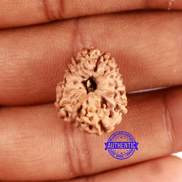 12 Mukhi Indonesian Rudraksha - Bead No. 272