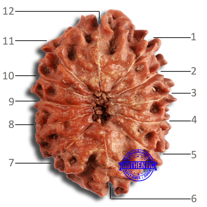 12 Mukhi Indonesian Rudraksha - Bead No. 273