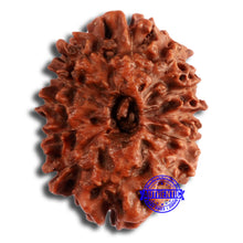Load image into Gallery viewer, 12 Mukhi Indonesian Rudraksha - Bead No. 273
