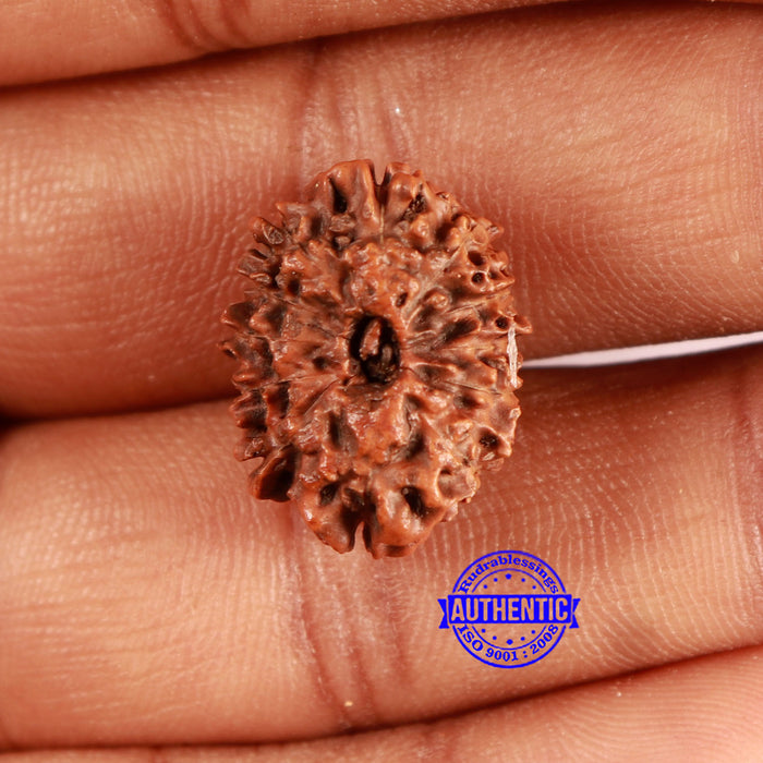 12 Mukhi Indonesian Rudraksha - Bead No. 273