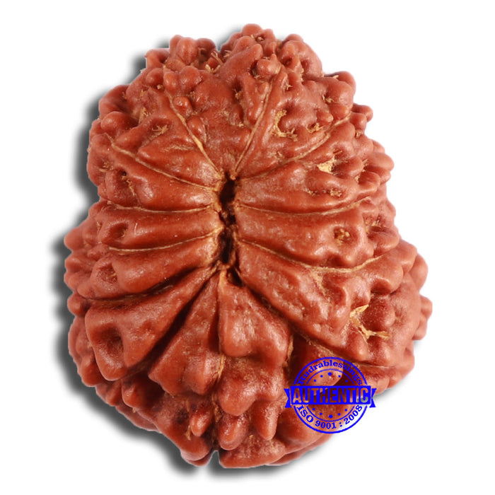 12 Mukhi Indonesian Rudraksha - Bead No. 274