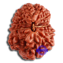 Load image into Gallery viewer, 12 Mukhi Indonesian Rudraksha - Bead No. 274
