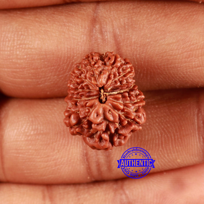 12 Mukhi Indonesian Rudraksha - Bead No. 274