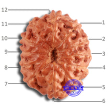 Load image into Gallery viewer, 12 Mukhi Indonesian Rudraksha - Bead No. 276
