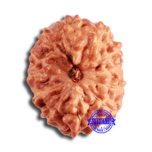 Load image into Gallery viewer, 12 Mukhi Indonesian Rudraksha - Bead No. 276
