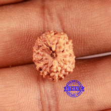 Load image into Gallery viewer, 12 Mukhi Indonesian Rudraksha - Bead No. 276
