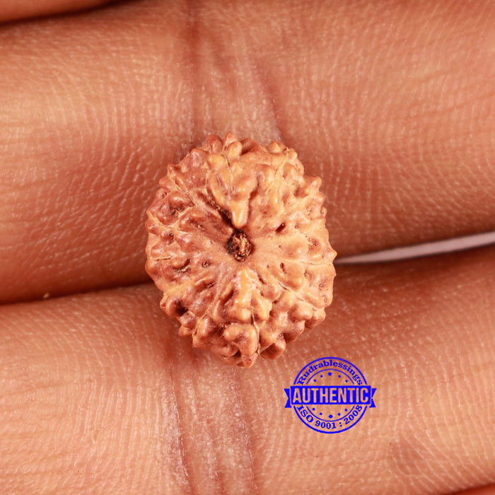 12 Mukhi Indonesian Rudraksha - Bead No. 276