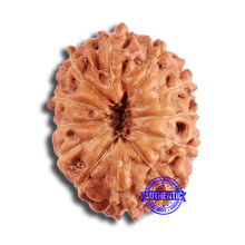 Load image into Gallery viewer, 12 Mukhi Indonesian Rudraksha - Bead No. 278
