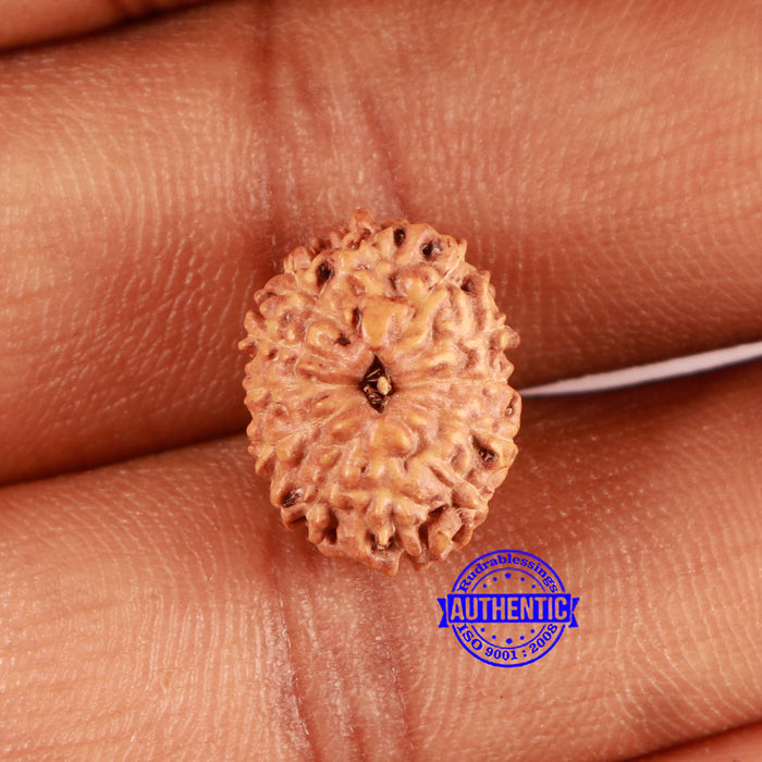 12 Mukhi Indonesian Rudraksha - Bead No. 278