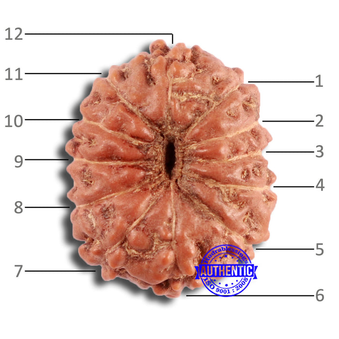 12 Mukhi Indonesian Rudraksha - Bead No. 279