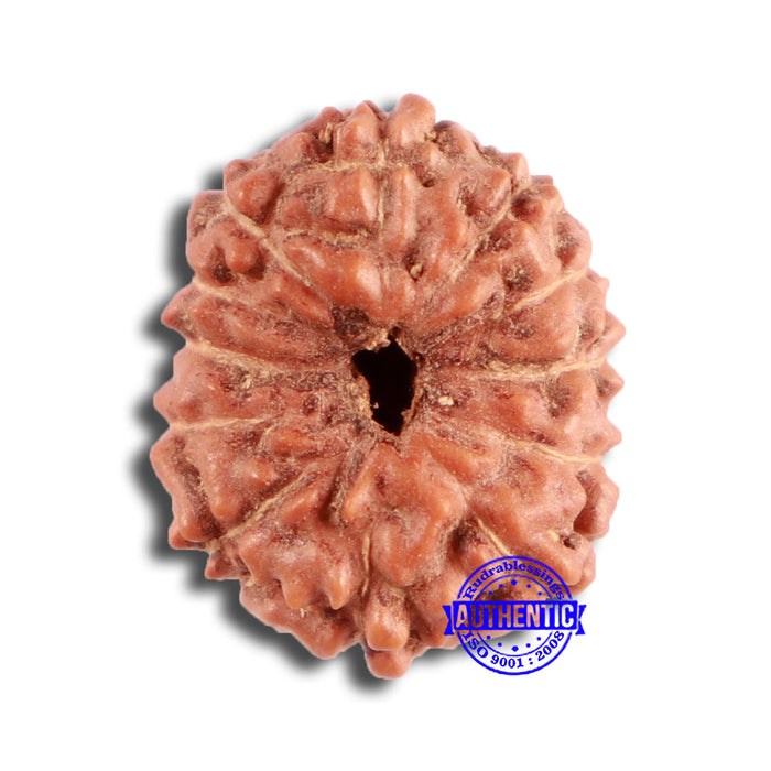 12 Mukhi Indonesian Rudraksha - Bead No. 279