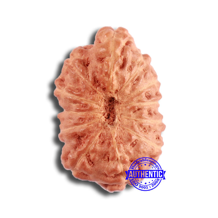 12 Mukhi Indonesian Rudraksha - Bead No. 281