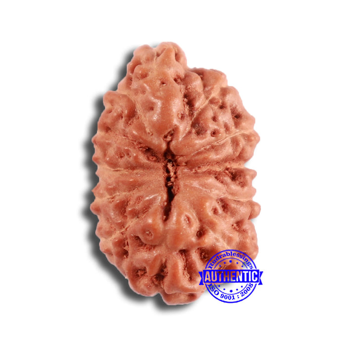 12 Mukhi Indonesian Rudraksha - Bead No. 281
