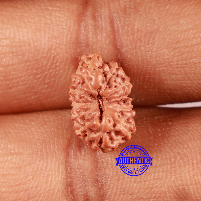 12 Mukhi Indonesian Rudraksha - Bead No. 281