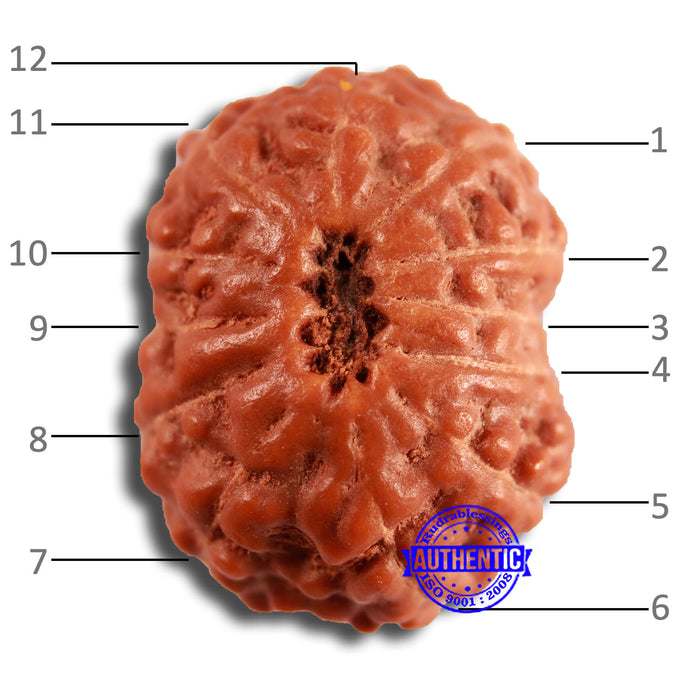 12 Mukhi Indonesian Rudraksha - Bead No. 284