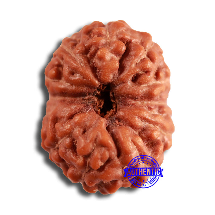 12 Mukhi Indonesian Rudraksha - Bead No. 284