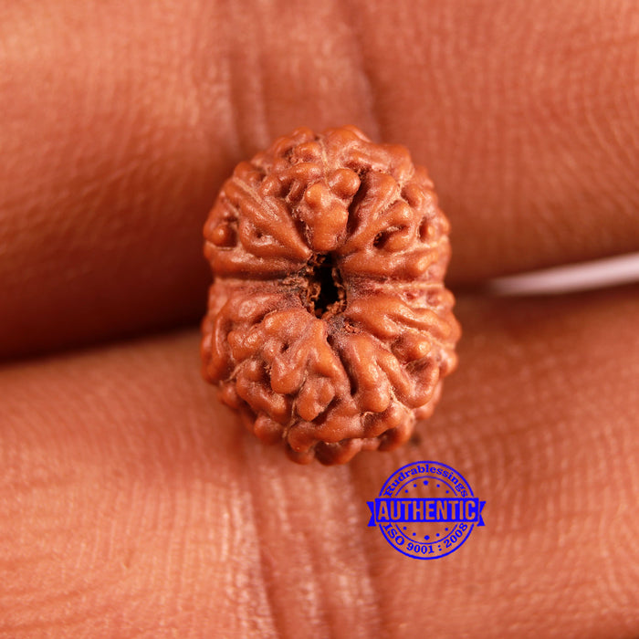 12 Mukhi Indonesian Rudraksha - Bead No. 284