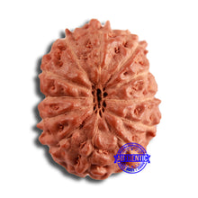 Load image into Gallery viewer, 12 Mukhi Indonesian Rudraksha - Bead No. 286

