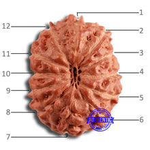 Load image into Gallery viewer, 12 Mukhi Indonesian Rudraksha - Bead No. 286
