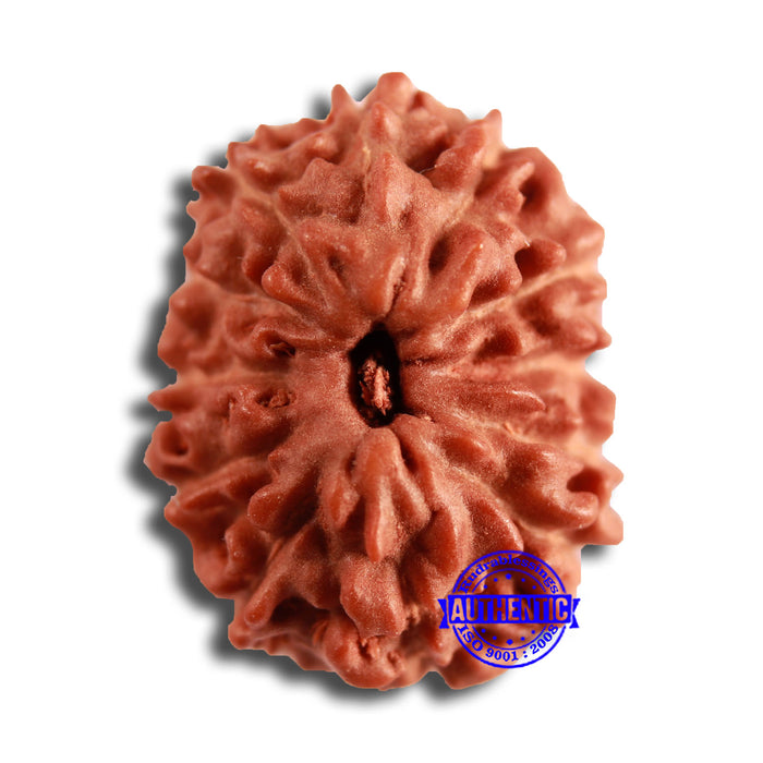 12 Mukhi Indonesian Rudraksha - Bead No. 286
