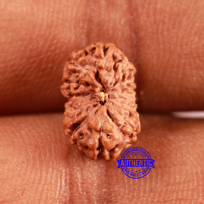 12 Mukhi Indonesian Rudraksha - Bead No. 287