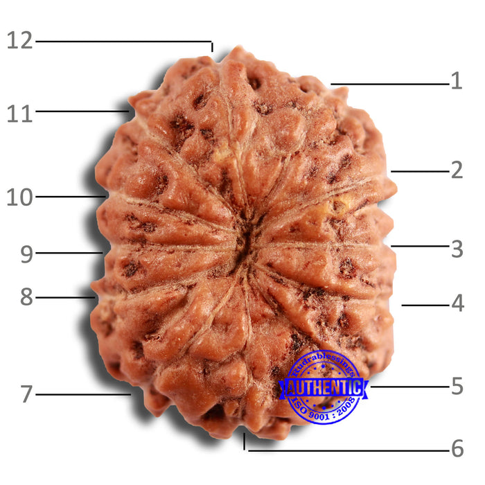12 Mukhi Indonesian Rudraksha - Bead No. 290