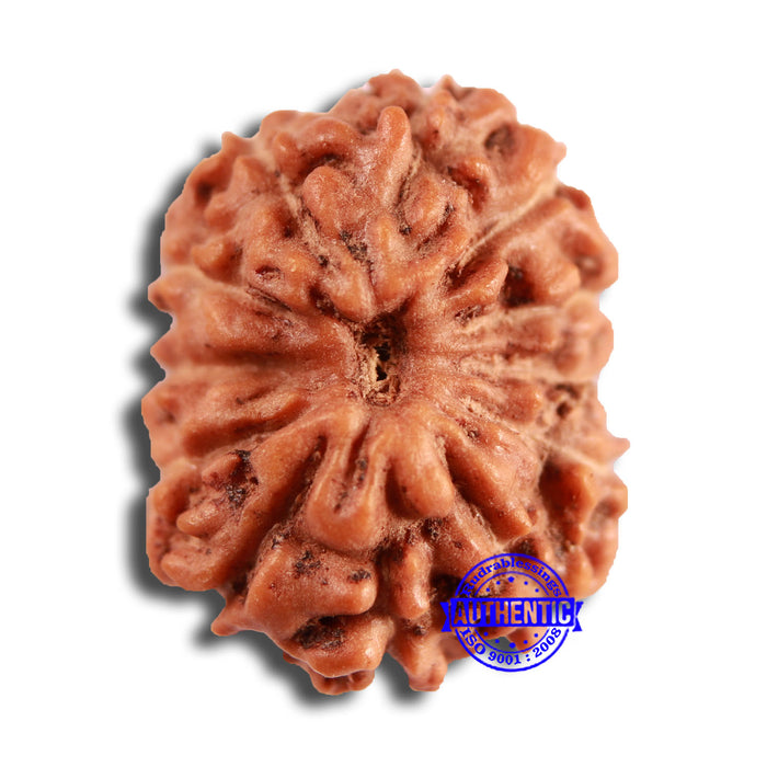 12 Mukhi Indonesian Rudraksha - Bead No. 290