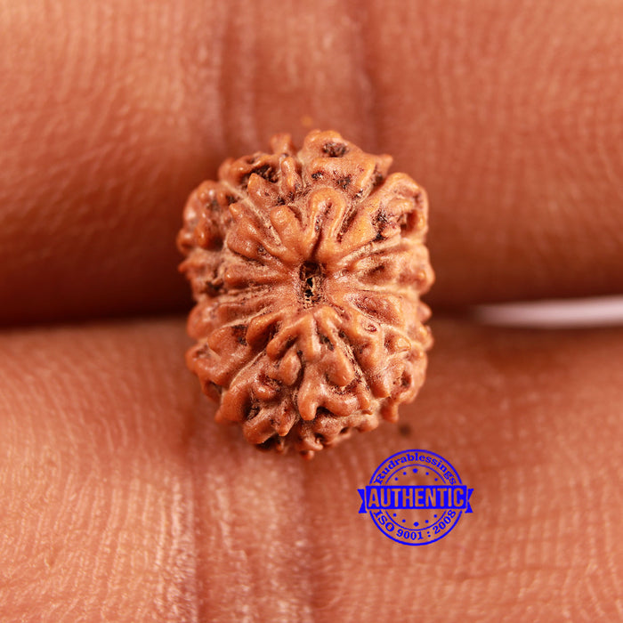 12 Mukhi Indonesian Rudraksha - Bead No. 290