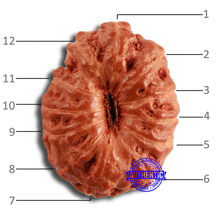 12 Mukhi Indonesian Rudraksha - Bead No. 291