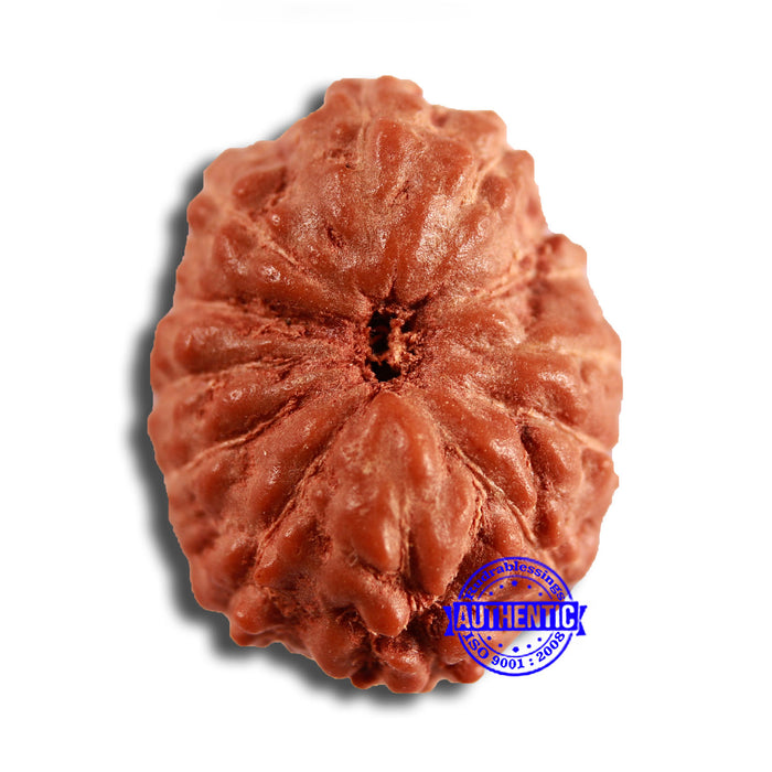 12 Mukhi Indonesian Rudraksha - Bead No. 291
