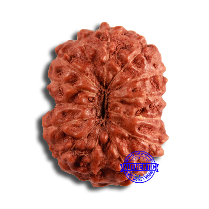 12 Mukhi Indonesian Rudraksha - Bead No. 292