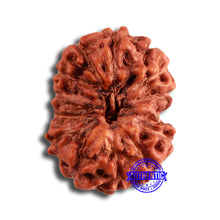 Load image into Gallery viewer, 12 Mukhi Indonesian Rudraksha - Bead No. 292
