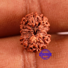 Load image into Gallery viewer, 12 Mukhi Indonesian Rudraksha - Bead No. 292
