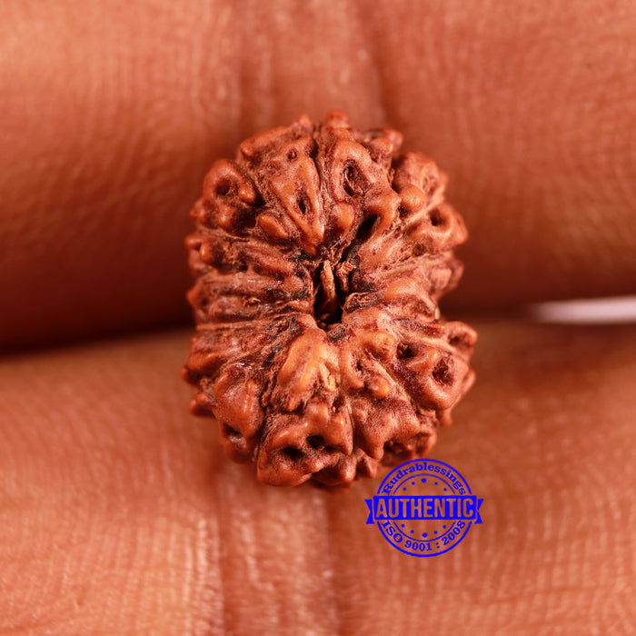 12 Mukhi Indonesian Rudraksha - Bead No. 292