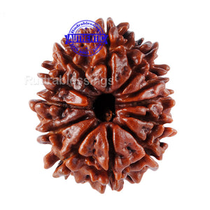 12 Mukhi Nepalese Rudraksha - Bead No 63
