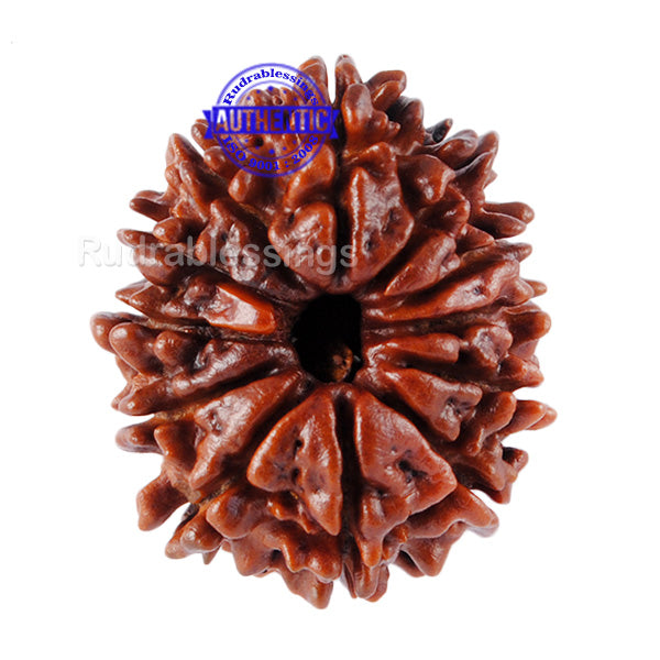 12 Mukhi Nepalese Rudraksha - Bead No 63