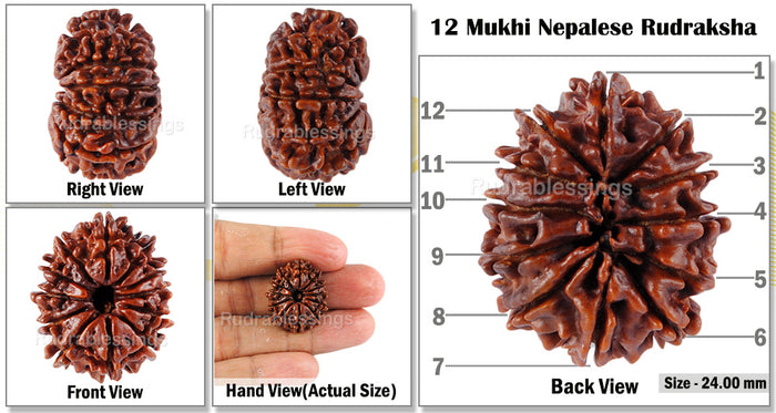 12 Mukhi Nepalese Rudraksha - Bead No 63