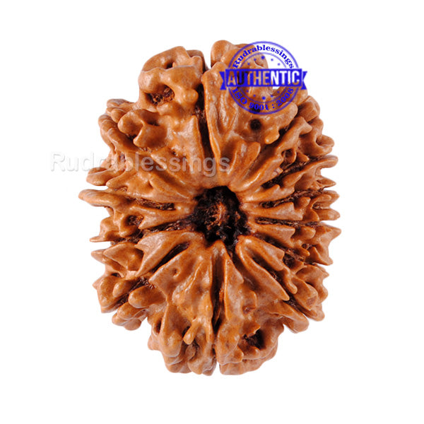 12 Mukhi Nepalese Rudraksha - Bead No 64