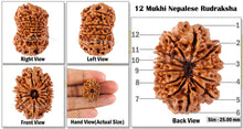 Load image into Gallery viewer, 12 Mukhi Nepalese Rudraksha - Bead No 64
