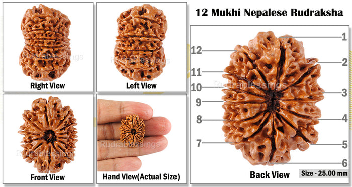 12 Mukhi Nepalese Rudraksha - Bead No 64