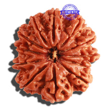 Load image into Gallery viewer, 12 Mukhi Nepalese Rudraksha - Bead No. 251
