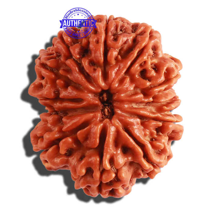 12 Mukhi Nepalese Rudraksha - Bead No. 253