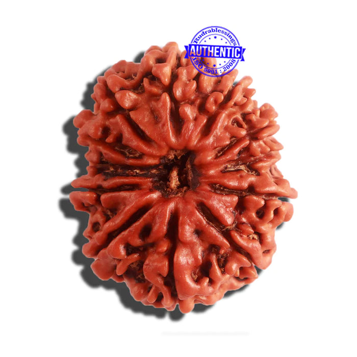 12 Mukhi Nepalese Rudraksha - Bead No 258