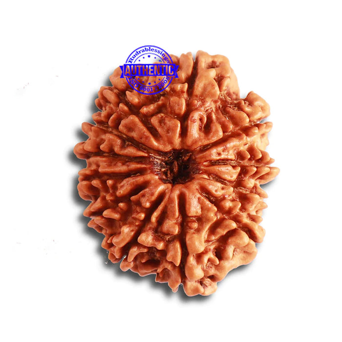12 Mukhi Nepalese Rudraksha - Bead No 277