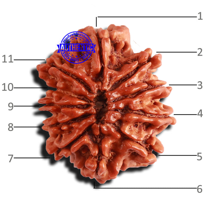 11 Mukhi Nepalese Rudraksha - Bead No. 244