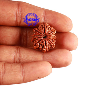 11 Mukhi Nepalese Rudraksha - Bead No. 244